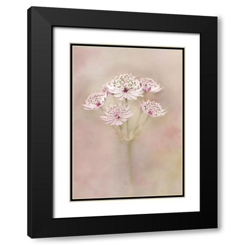 Astrantia Black Modern Wood Framed Art Print with Double Matting by van Zaane, Alida