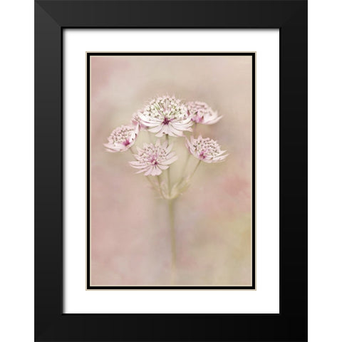 Astrantia Black Modern Wood Framed Art Print with Double Matting by van Zaane, Alida
