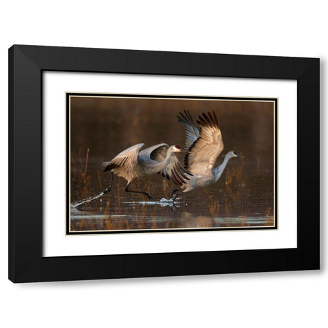 Taking Off At Sunrise Black Modern Wood Framed Art Print with Double Matting by Jiang, Mary