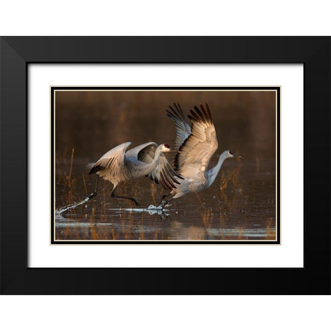 Taking Off At Sunrise Black Modern Wood Framed Art Print with Double Matting by Jiang, Mary