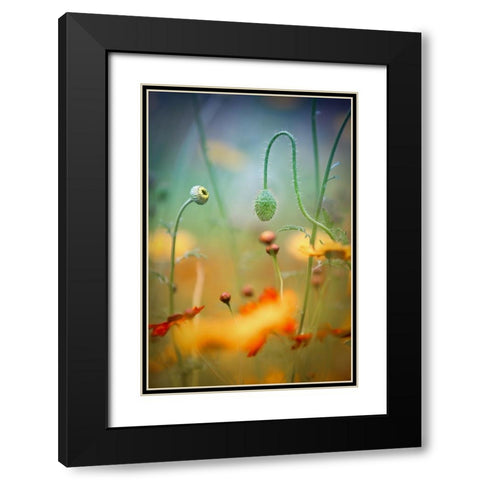 Poppy Field Black Modern Wood Framed Art Print with Double Matting by Moore, Steve