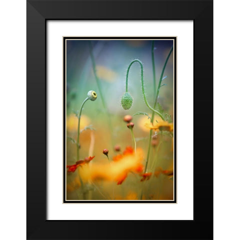 Poppy Field Black Modern Wood Framed Art Print with Double Matting by Moore, Steve