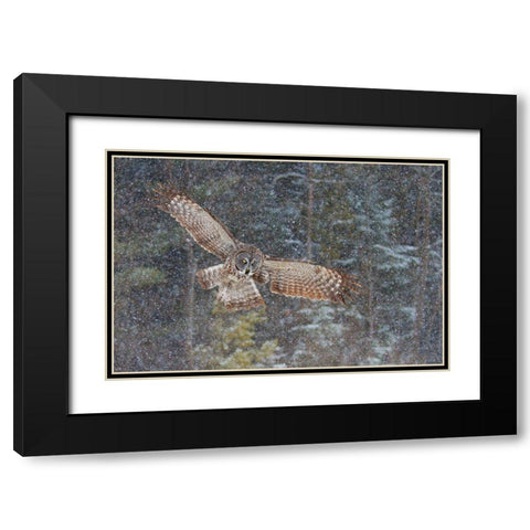 Great Grey Owl In Snowfall Black Modern Wood Framed Art Print with Double Matting by Cumming, Jim