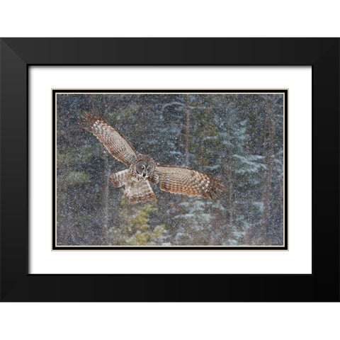 Great Grey Owl In Snowfall Black Modern Wood Framed Art Print with Double Matting by Cumming, Jim