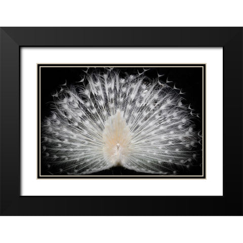 Black And White, Black Modern Wood Framed Art Print with Double Matting by Liddi, Pino