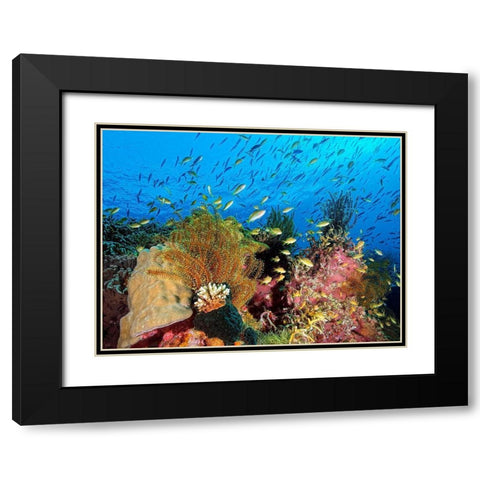 Reef At Cabilao Black Modern Wood Framed Art Print with Double Matting by Jager, Henry