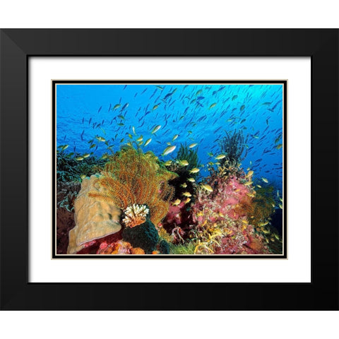 Reef At Cabilao Black Modern Wood Framed Art Print with Double Matting by Jager, Henry