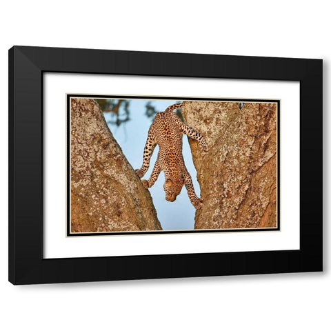 Upside Down Black Modern Wood Framed Art Print with Double Matting by Catta, Alessandro