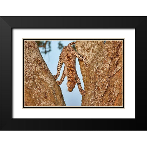 Upside Down Black Modern Wood Framed Art Print with Double Matting by Catta, Alessandro