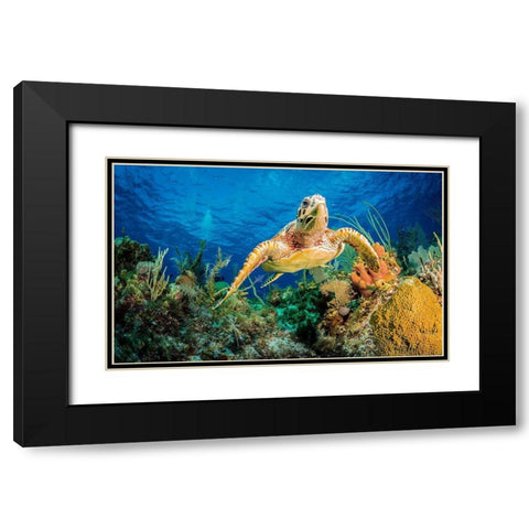 Hawksbill Turtle Swimming Through Caribbean Reef Black Modern Wood Framed Art Print with Double Matting by Abadschieff, Jan