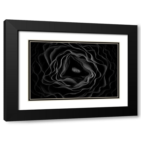 Persian Buttercup Black Modern Wood Framed Art Print with Double Matting by Mozqueda, Victor