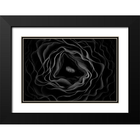 Persian Buttercup Black Modern Wood Framed Art Print with Double Matting by Mozqueda, Victor