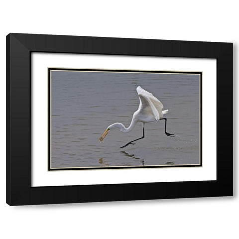 Great Egret Black Modern Wood Framed Art Print with Double Matting by Cooper, Ray