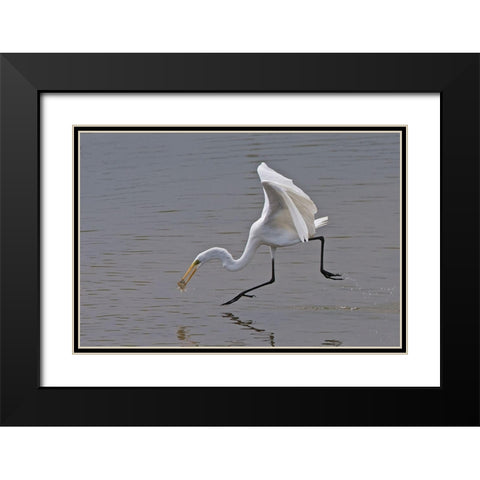 Great Egret Black Modern Wood Framed Art Print with Double Matting by Cooper, Ray