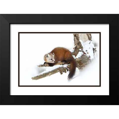 Pine Marten - Algonquin Park Black Modern Wood Framed Art Print with Double Matting by Cumming, Jim