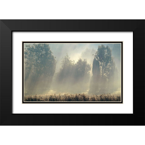 Misty Morning In The Forest. Black Modern Wood Framed Art Print with Double Matting by Wallberg, Allan