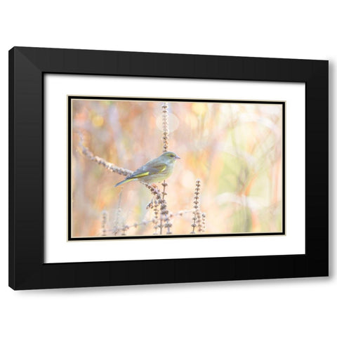 Green Finch Black Modern Wood Framed Art Print with Double Matting by Willaert, Erik