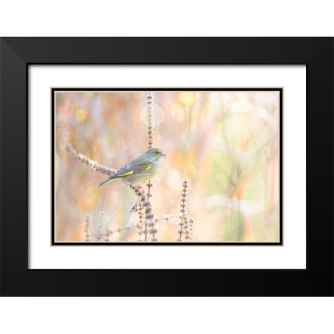 Green Finch Black Modern Wood Framed Art Print with Double Matting by Willaert, Erik