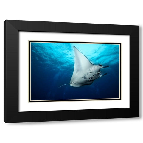 Manta Fly Black Modern Wood Framed Art Print with Double Matting by Marchegiani, Roberto