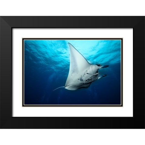 Manta Fly Black Modern Wood Framed Art Print with Double Matting by Marchegiani, Roberto