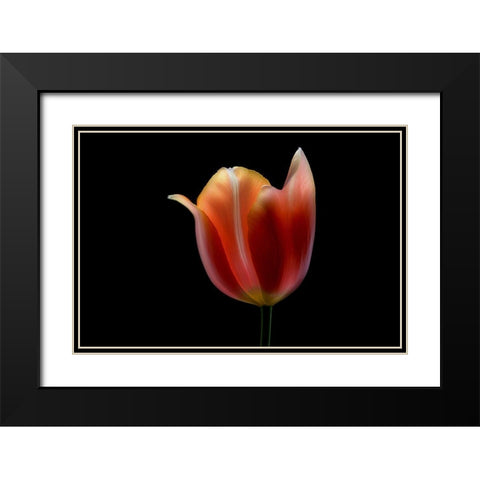French Tulip Black Modern Wood Framed Art Print with Double Matting by Gronkjar, Lotte