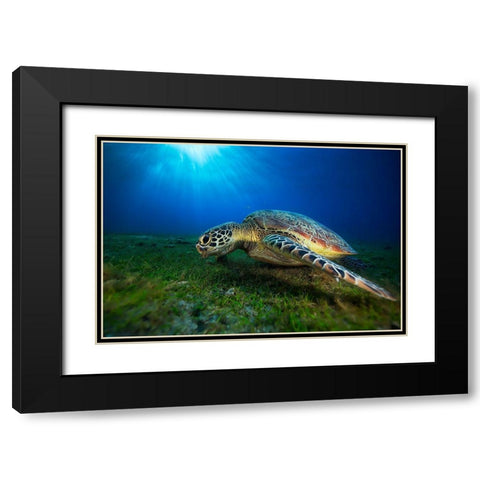 Green Turtle Black Modern Wood Framed Art Print with Double Matting by Gabriel, Barathieu