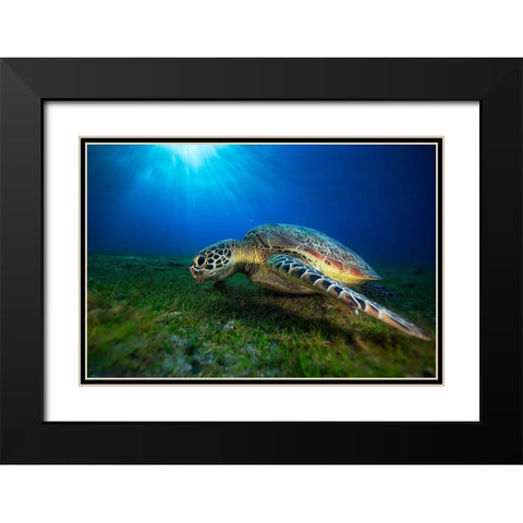 Green Turtle Black Modern Wood Framed Art Print with Double Matting by Gabriel, Barathieu