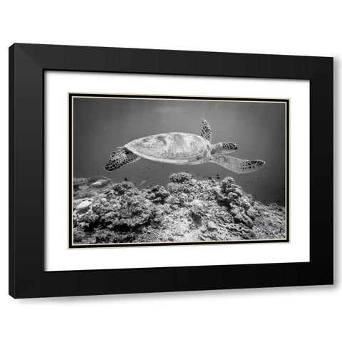 Sea Turtle At Sipadan Black Modern Wood Framed Art Print with Double Matting by Deng, Yumian