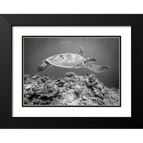 Sea Turtle At Sipadan Black Modern Wood Framed Art Print with Double Matting by Deng, Yumian
