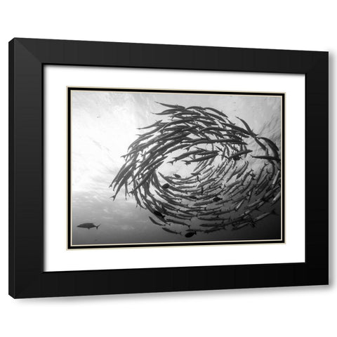 Barracuda Tornado Black Modern Wood Framed Art Print with Double Matting by Deng, Yumian