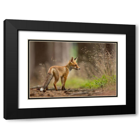 Red Fox Black Modern Wood Framed Art Print with Double Matting by Zygmunt, Milan