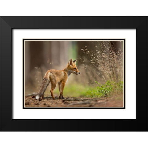 Red Fox Black Modern Wood Framed Art Print with Double Matting by Zygmunt, Milan