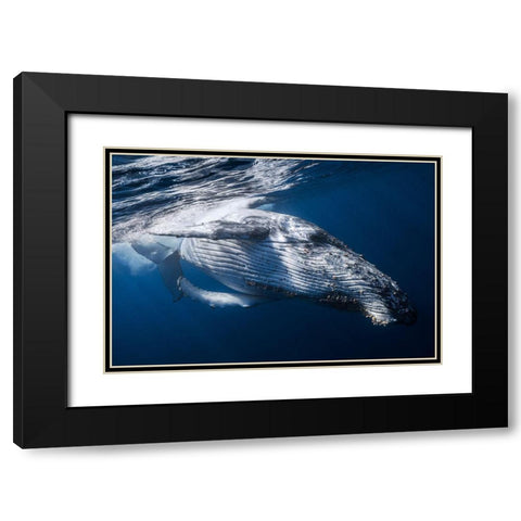 The Whale Black Modern Wood Framed Art Print with Double Matting by Gabriel, Barathieu