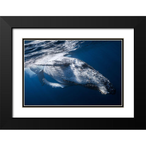 The Whale Black Modern Wood Framed Art Print with Double Matting by Gabriel, Barathieu