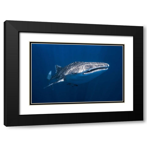 Whale Shark Black Modern Wood Framed Art Print with Double Matting by Gabriel, Barathieu