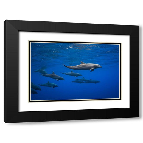 Dolphins Black Modern Wood Framed Art Print with Double Matting by Gabriel, Barathieu
