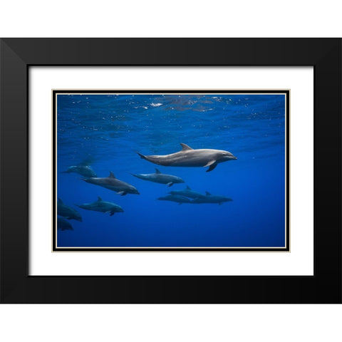 Dolphins Black Modern Wood Framed Art Print with Double Matting by Gabriel, Barathieu