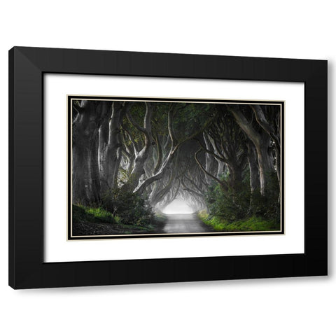 Dark Hedges Black Modern Wood Framed Art Print with Double Matting by Molteni, Nicola
