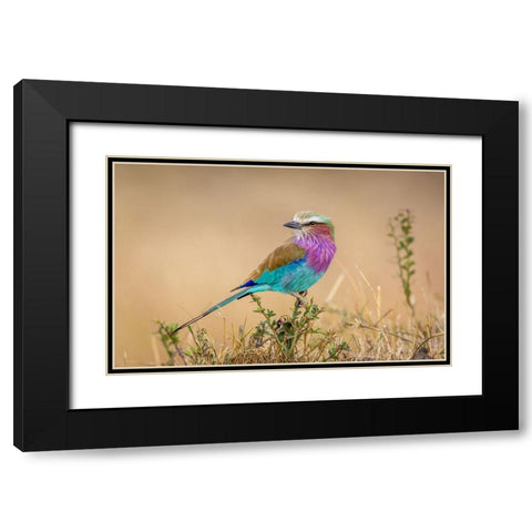 Gods Gift To The Sky. Black Modern Wood Framed Art Print with Double Matting by C. Sink, Jeffrey