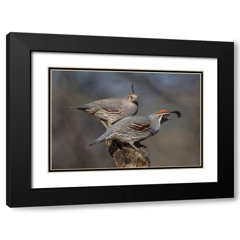 Honey-You Go First Black Modern Wood Framed Art Print with Double Matting by Barsh, Greg