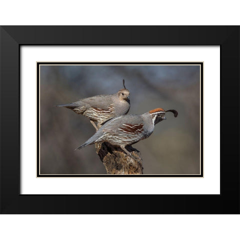 Honey-You Go First Black Modern Wood Framed Art Print with Double Matting by Barsh, Greg