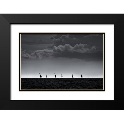 6 Giraffes Black Modern Wood Framed Art Print with Double Matting by Metro, Greg