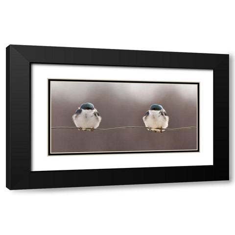Birds On A Wire Black Modern Wood Framed Art Print with Double Matting by Gagnon, Lucie