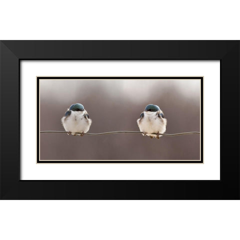 Birds On A Wire Black Modern Wood Framed Art Print with Double Matting by Gagnon, Lucie