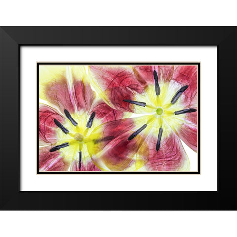 Tulips Black Modern Wood Framed Art Print with Double Matting by Disher, Mandy