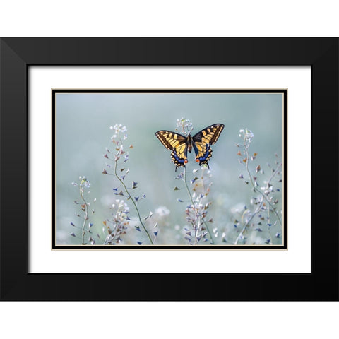Swallowtail Beauty Black Modern Wood Framed Art Print with Double Matting by Sabol, Petar