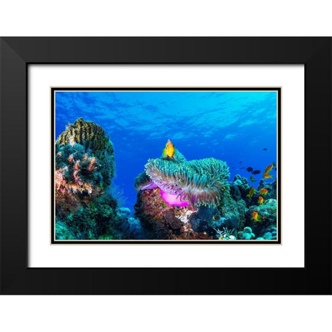 Sea Life Black Modern Wood Framed Art Print with Double Matting by Marchegiani, Roberto
