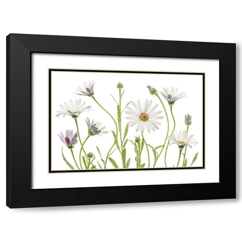 Cape Daisies Black Modern Wood Framed Art Print with Double Matting by Disher, Mandy