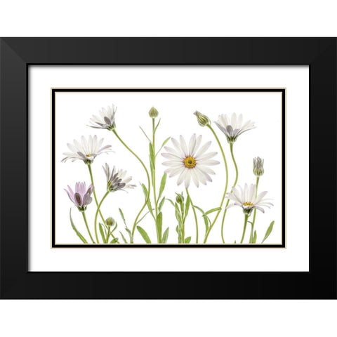 Cape Daisies Black Modern Wood Framed Art Print with Double Matting by Disher, Mandy