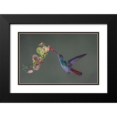 Stretch Black Modern Wood Framed Art Print with Double Matting by Barsh, Greg